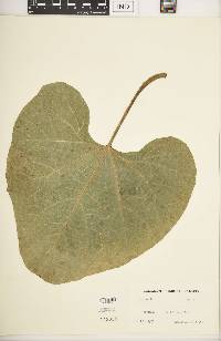 Lagenaria siceraria image