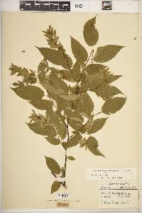 Carpinus caroliniana subsp. virginiana image