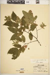 Carpinus caroliniana subsp. virginiana image