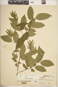 Carpinus caroliniana subsp. virginiana image