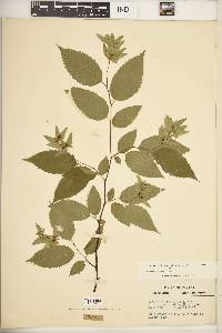 Carpinus caroliniana subsp. virginiana image