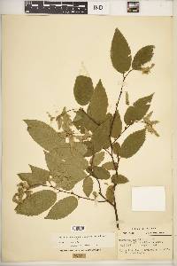 Carpinus caroliniana subsp. virginiana image