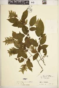 Carpinus caroliniana subsp. virginiana image