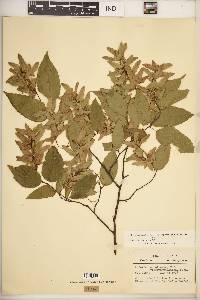 Carpinus caroliniana subsp. virginiana image