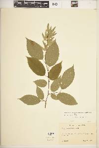 Carpinus caroliniana subsp. virginiana image