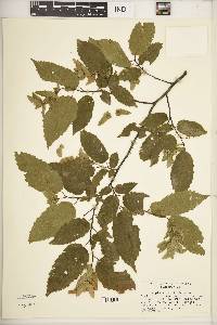 Carpinus caroliniana subsp. virginiana image