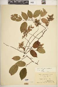 Carpinus caroliniana subsp. virginiana image