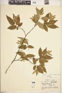 Carpinus caroliniana subsp. virginiana image