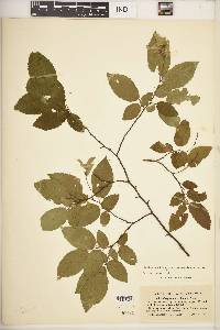 Carpinus caroliniana subsp. virginiana image