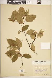 Carpinus caroliniana subsp. virginiana image