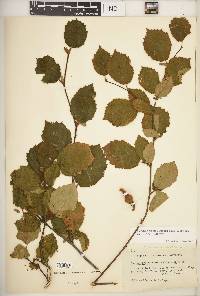 Corylus cornuta image