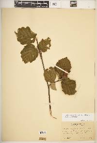 Corylus cornuta subsp. californica image