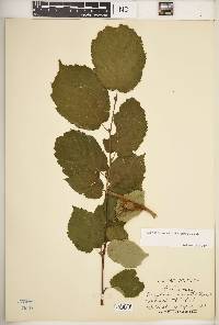 Corylus cornuta image