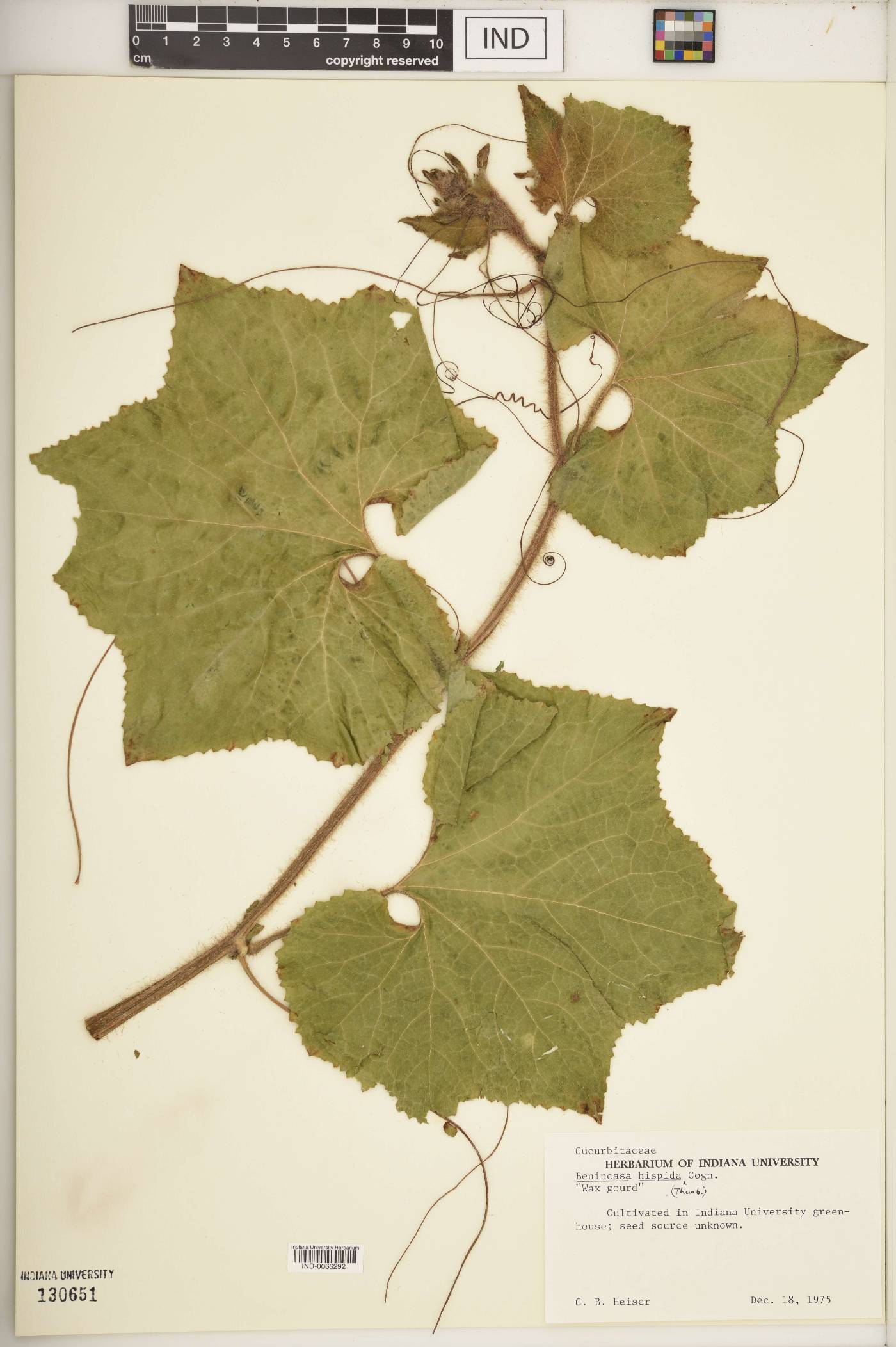 Benincasa image