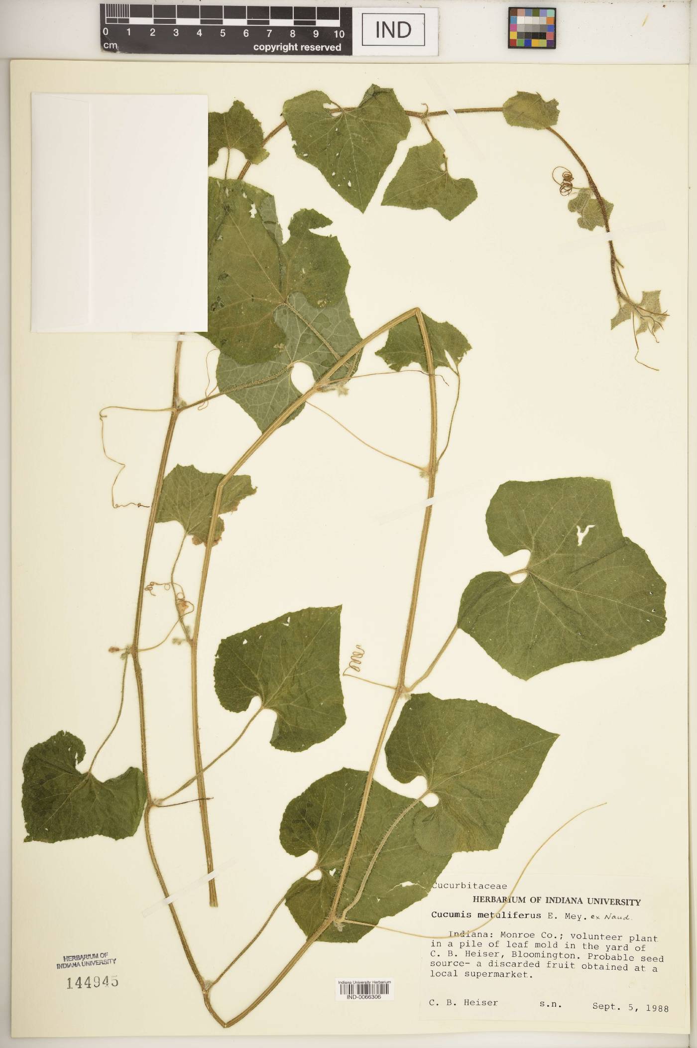 Cucumis metuliferus image