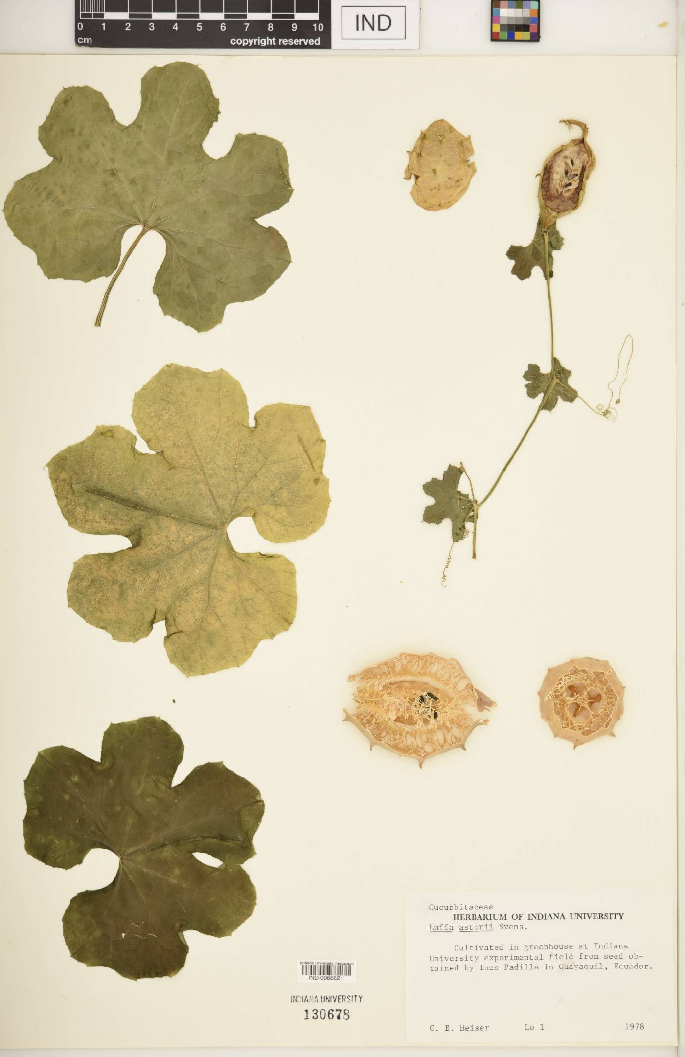 Luffa astorii image