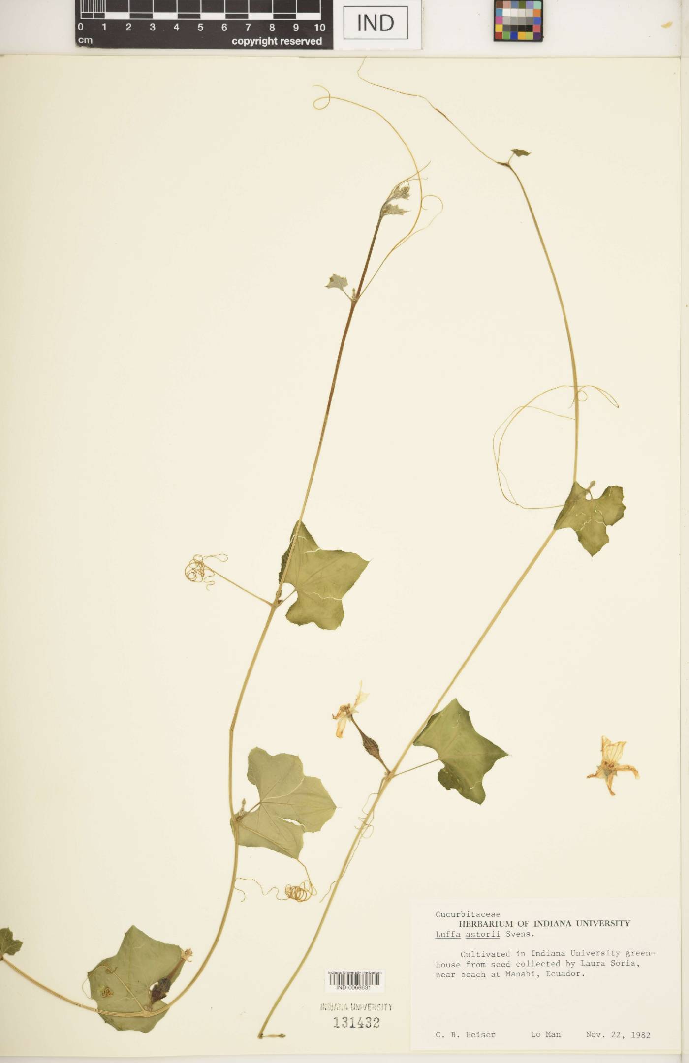 Luffa astorii image