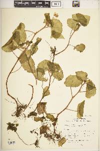 Image of Begonia cordifolia
