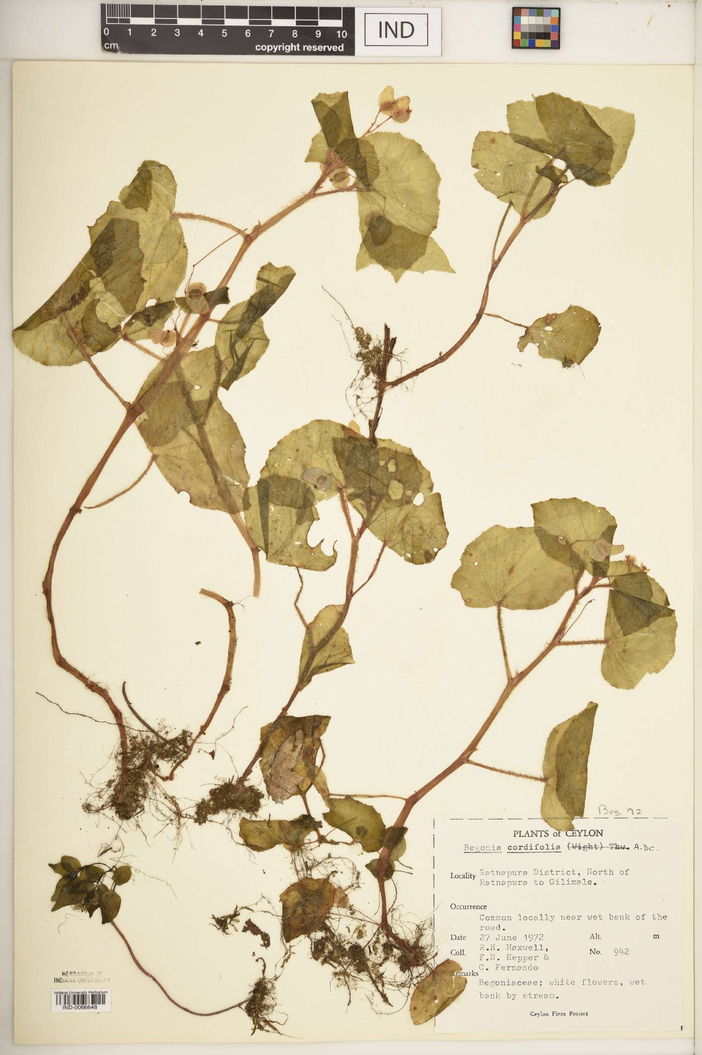 Begonia cordifolia image