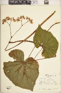 Begonia popenoei image