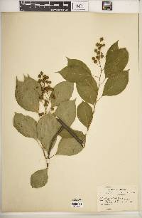 Celastrus scandens image