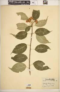 Celastrus scandens image