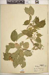 Celastrus scandens image