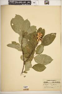 Celastrus scandens image