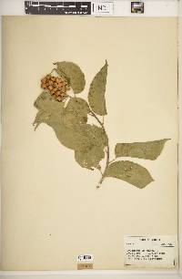 Celastrus scandens image