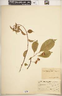 Celastrus scandens image