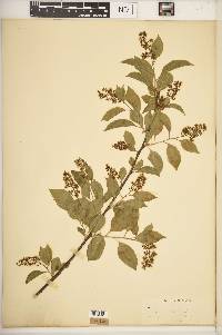 Celastrus scandens image