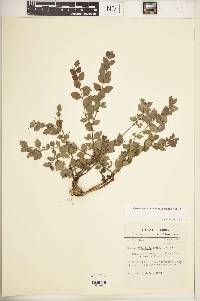 Crossopetalum ilicifolium image