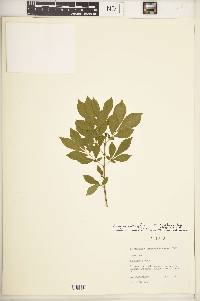 Euonymus alatus image