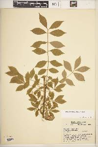 Euonymus alatus image