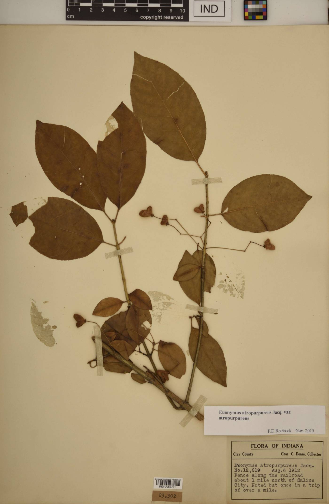 Euonymus atropurpureus var. atropurpureus image