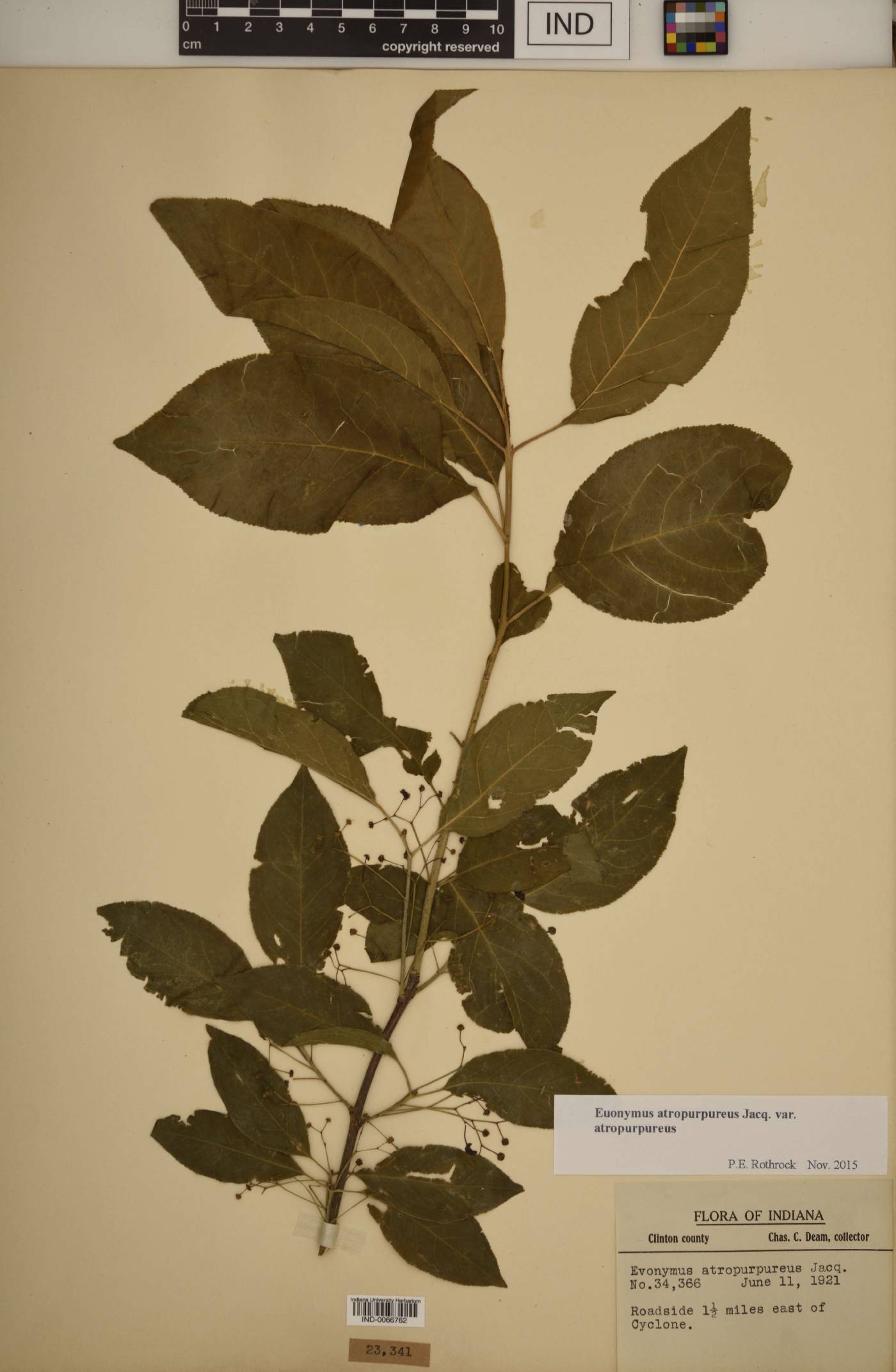 Euonymus atropurpureus var. atropurpureus image