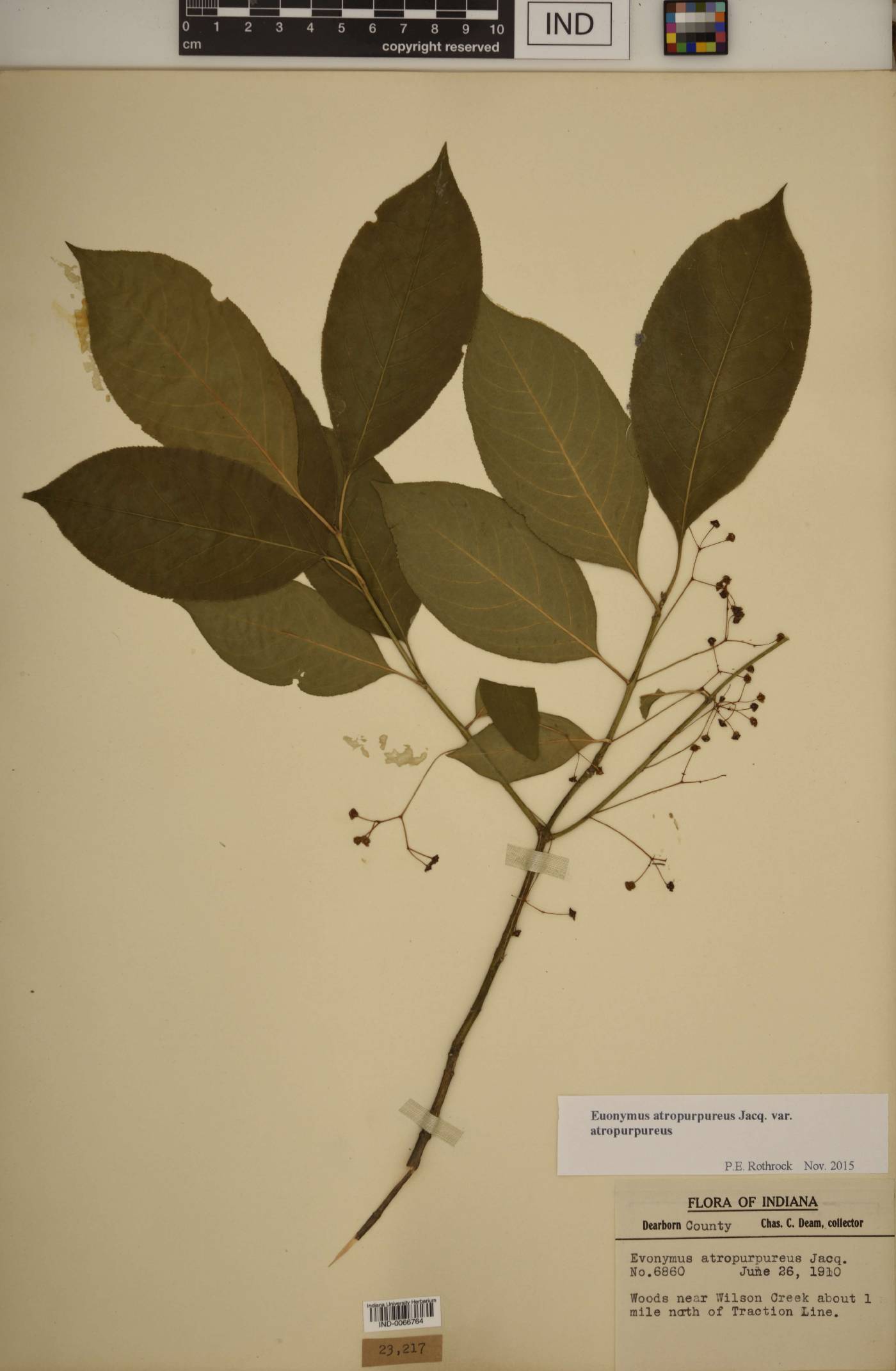 Euonymus atropurpureus var. atropurpureus image