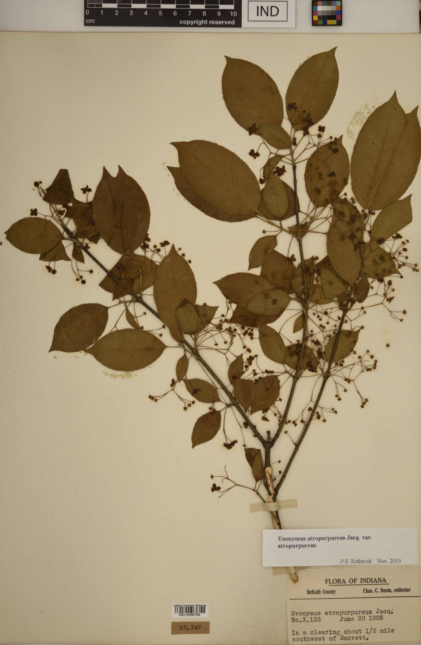 Euonymus atropurpureus var. atropurpureus image