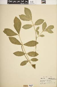 Euonymus obovatus image