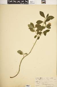 Euonymus obovatus image