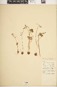 Oxalis violacea image