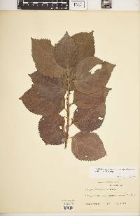 Acalypha wilkesiana image