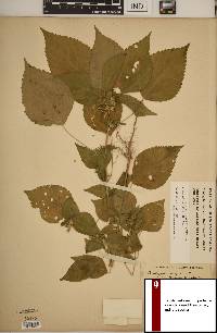 Acalypha deamii image