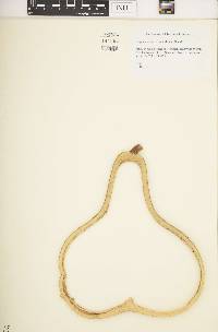 Lagenaria siceraria image