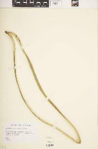 Lagenaria siceraria image