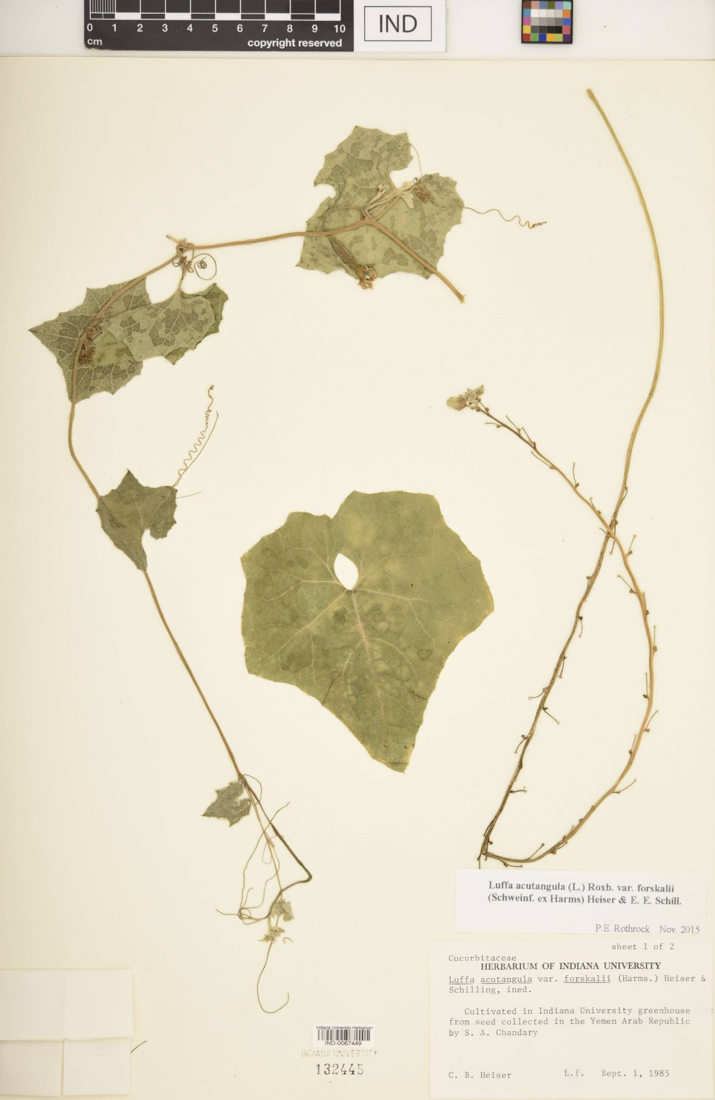 Luffa acutangula var. forskalii image