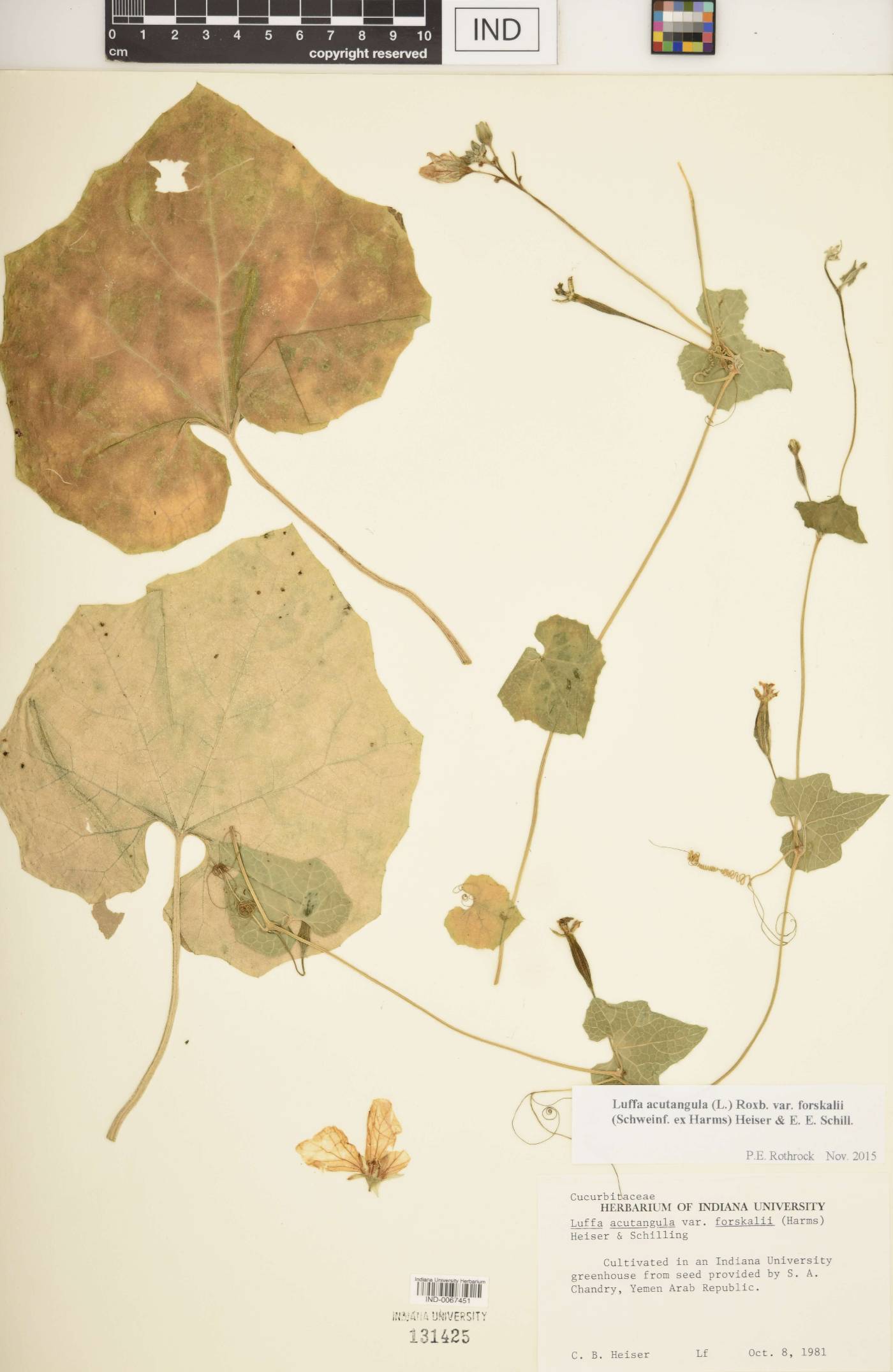 Luffa acutangula image