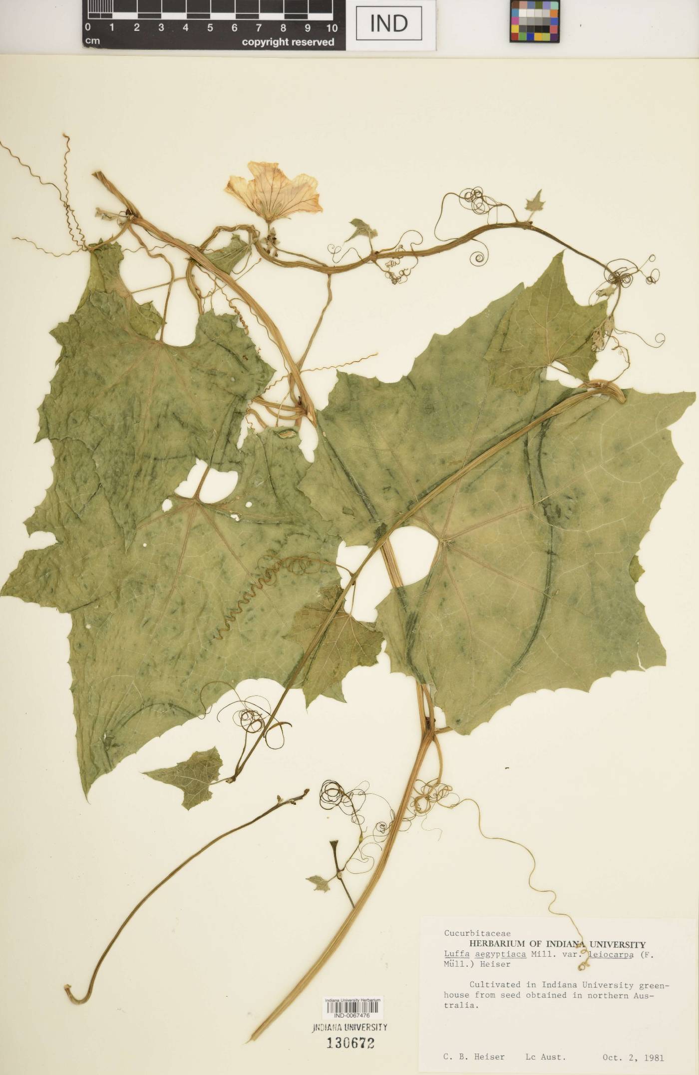 Luffa aegyptiaca var. leiocarpa image