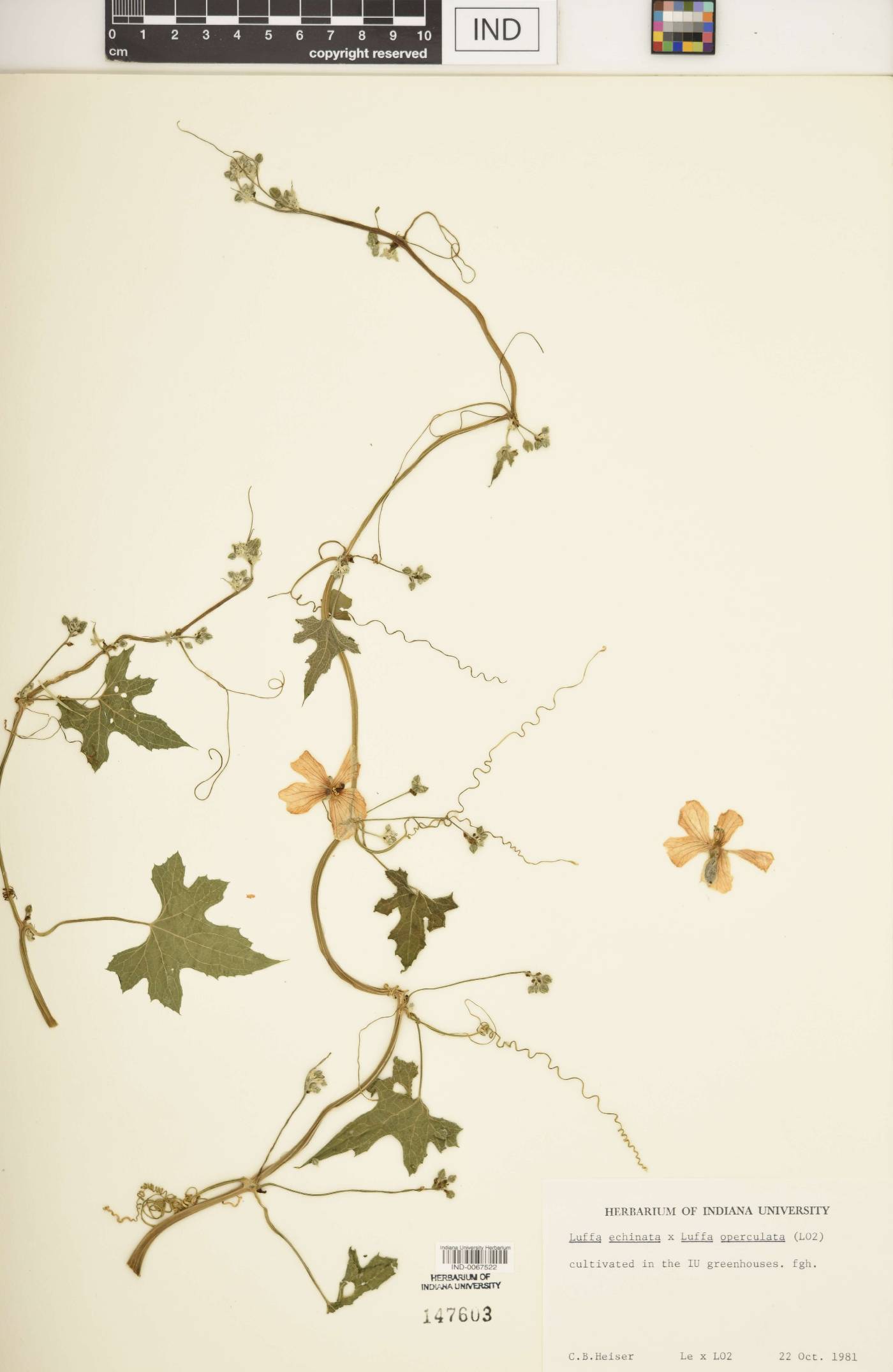 Luffa F1 hybrid image