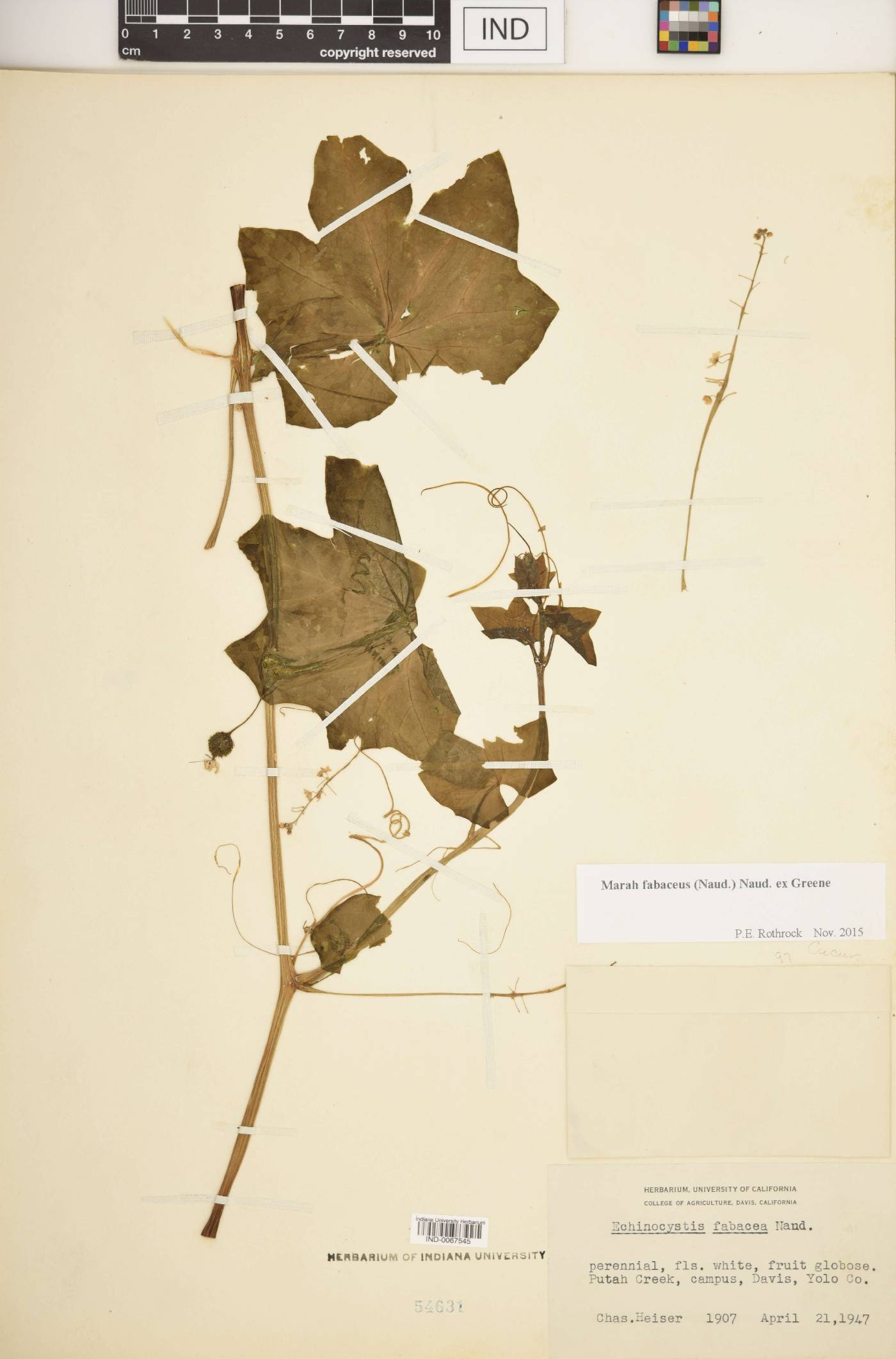 Marah fabacea image